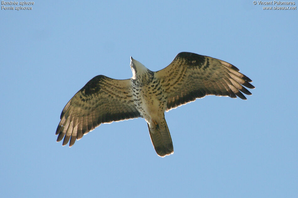 European Honey Buzzard