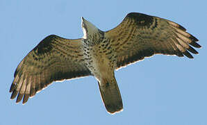 European Honey Buzzard