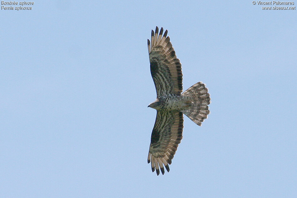 European Honey Buzzard