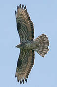 European Honey Buzzard