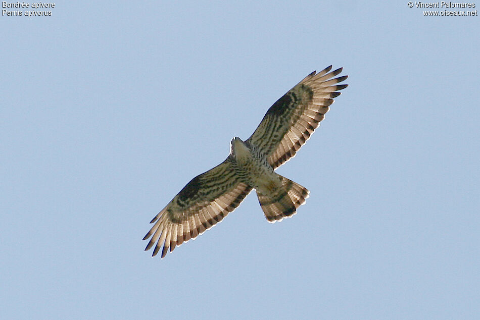 European Honey Buzzard