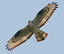 European Honey Buzzard