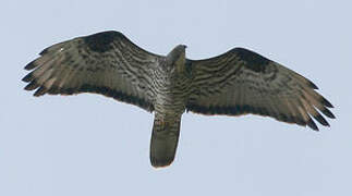 European Honey Buzzard