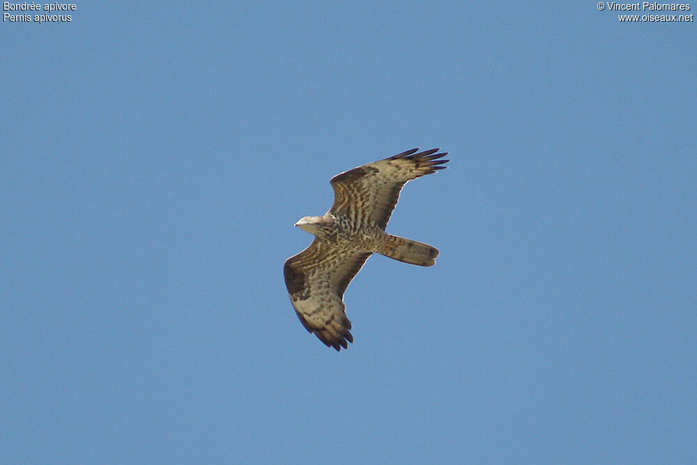 European Honey Buzzard