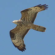 European Honey Buzzard