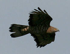 European Honey Buzzard