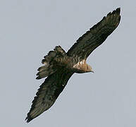 European Honey Buzzard