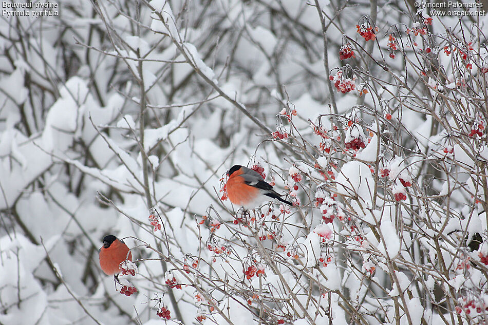 Eurasian Bullfinch male