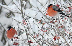 Eurasian Bullfinch