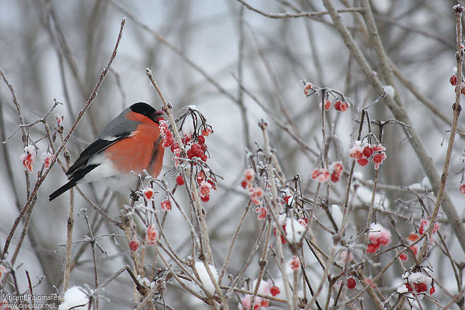 Eurasian Bullfinch male adult, habitat, eats