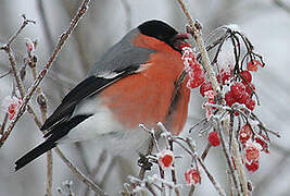 Eurasian Bullfinch