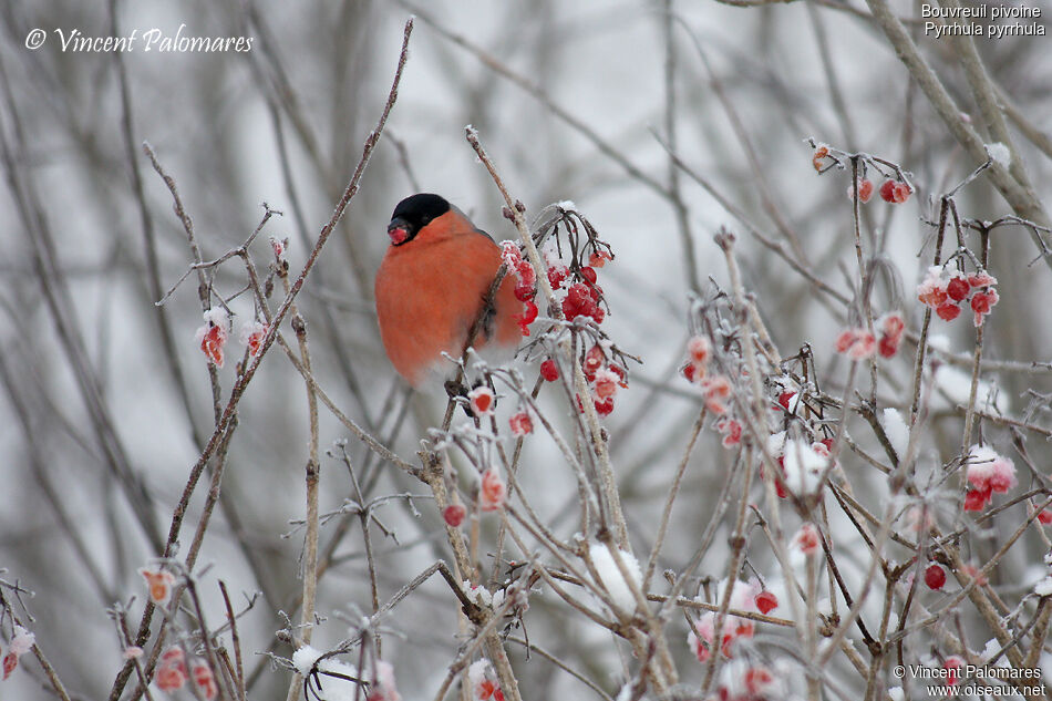 Eurasian Bullfinch