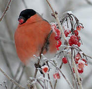 Eurasian Bullfinch