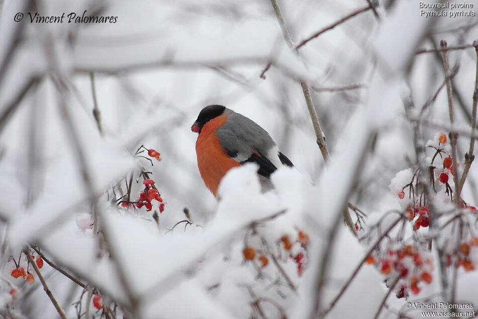 Eurasian Bullfinch