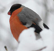 Eurasian Bullfinch