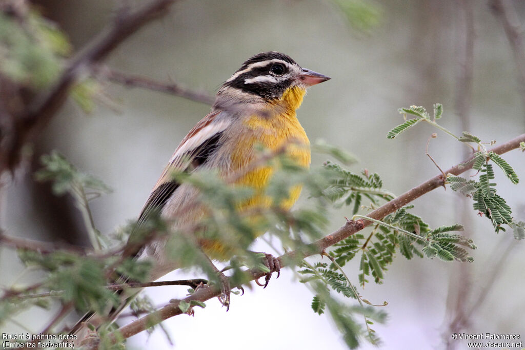 Golden-breasted Bunting male adult