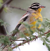 Golden-breasted Bunting