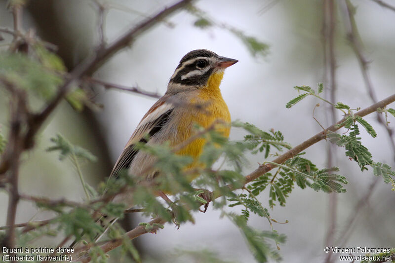 Golden-breasted Bunting male adult