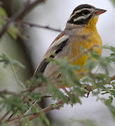 Golden-breasted Bunting