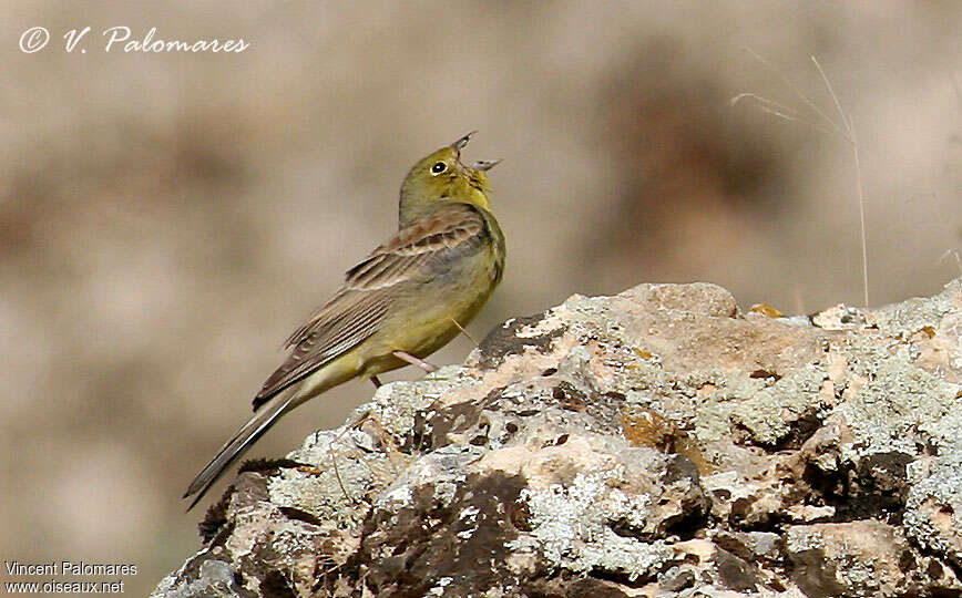 Bruant cendré mâle adulte nuptial, identification