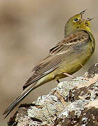 Cinereous Bunting