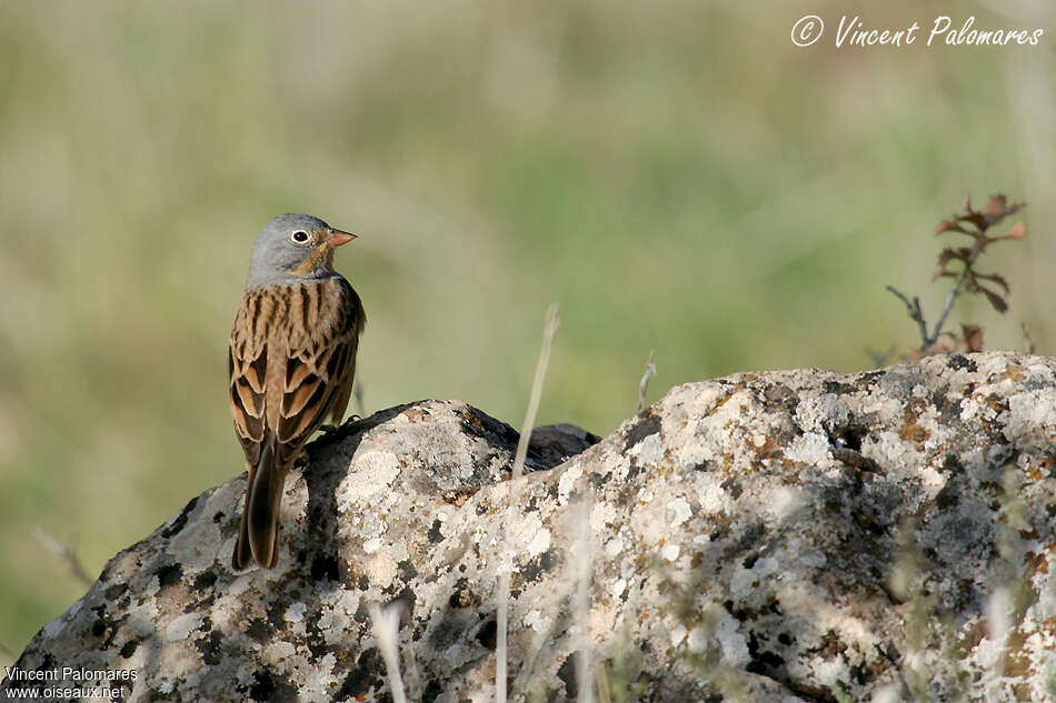 Cretzschmar's Bunting male adult, habitat, pigmentation, Behaviour