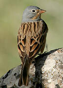 Cretzschmar's Bunting