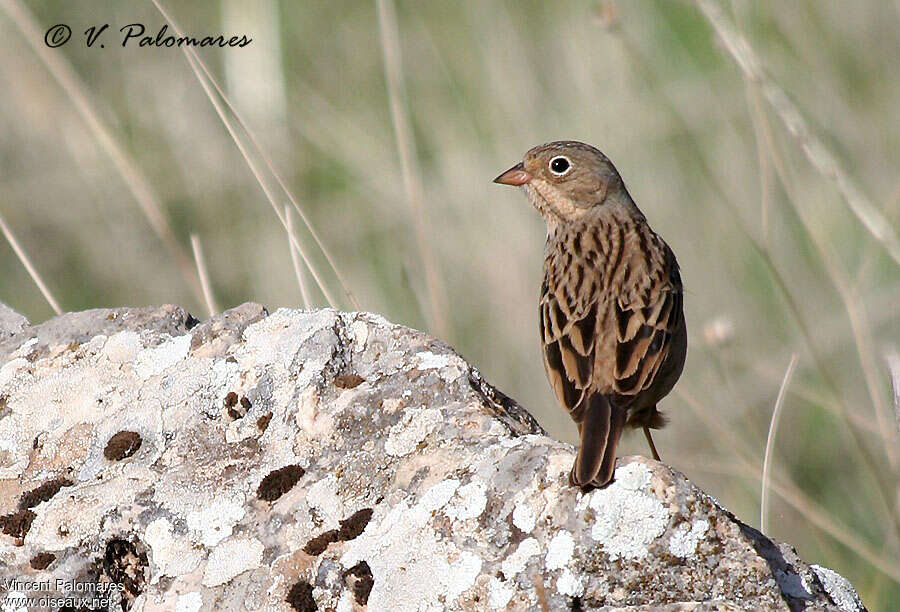 Cretzschmar's Bunting female subadult, pigmentation