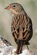 Cretzschmar's Bunting