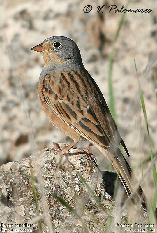 Cretzschmar's Bunting