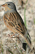 Cretzschmar's Bunting