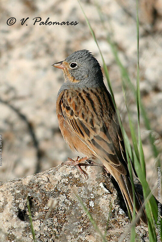 Cretzschmar's Bunting