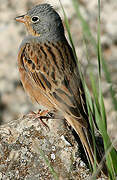 Cretzschmar's Bunting