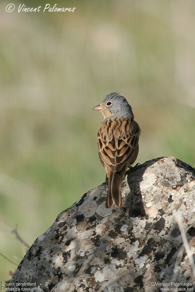 Cretzschmar's Bunting male