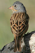 Cretzschmar's Bunting