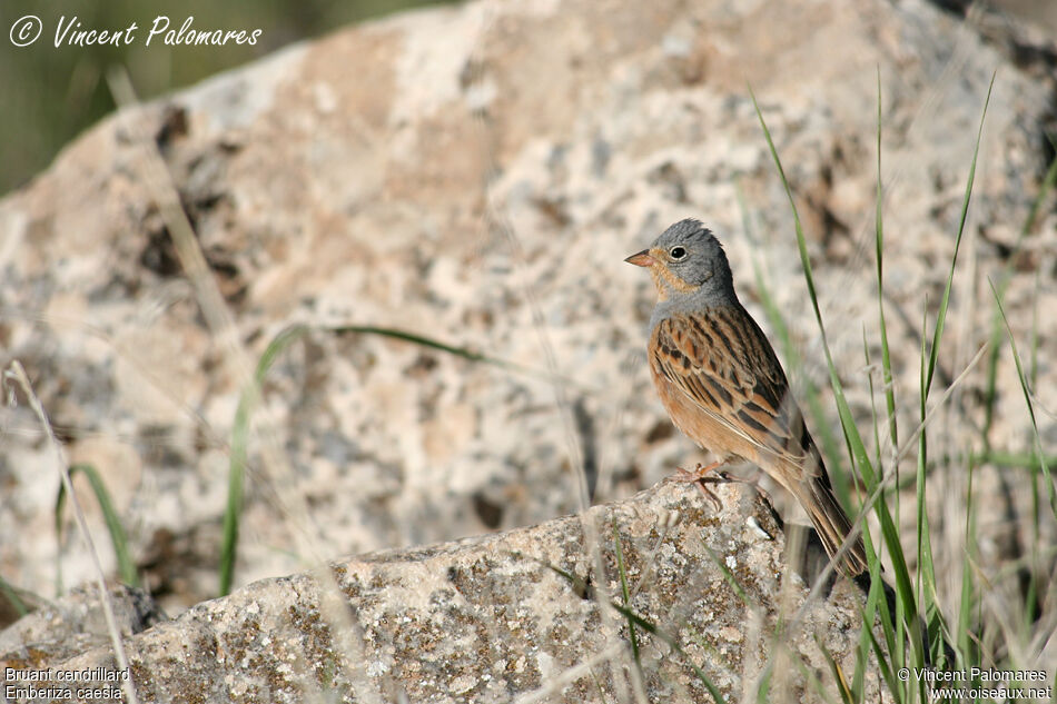 Cretzschmar's Bunting male