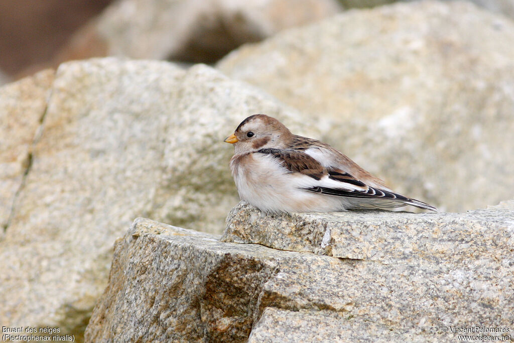 Snow Bunting