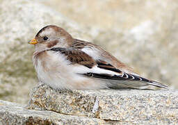 Snow Bunting