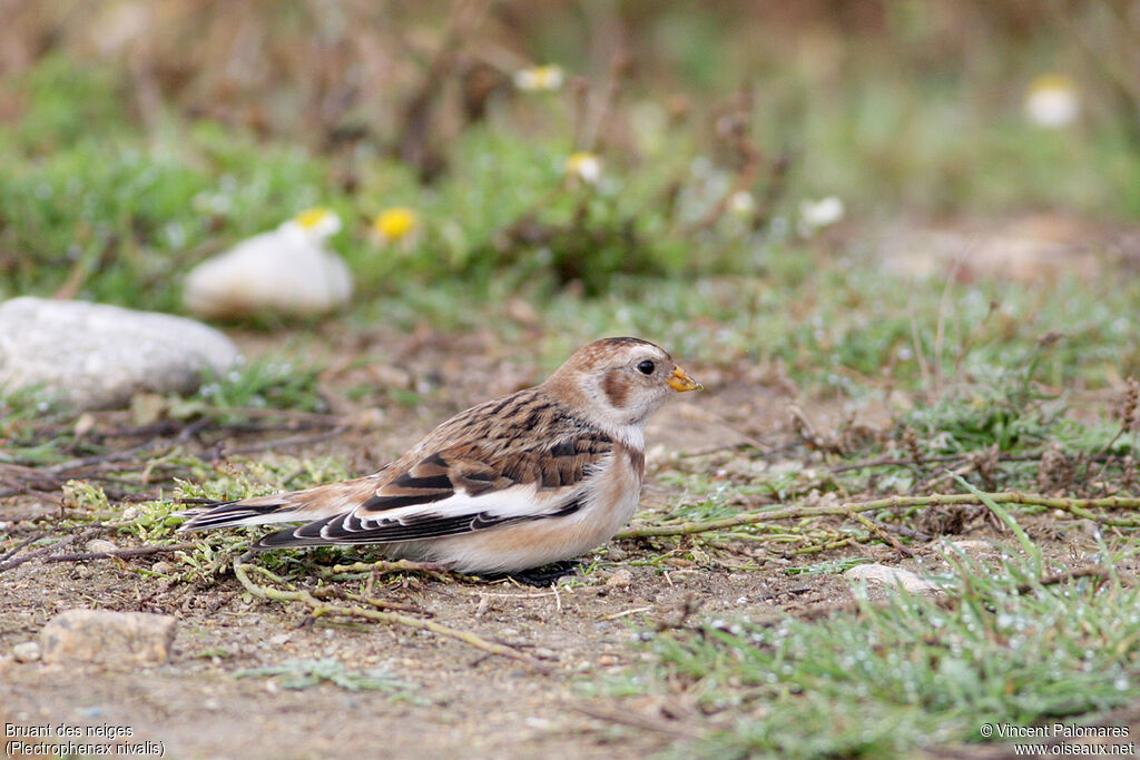 Snow Bunting