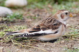 Snow Bunting