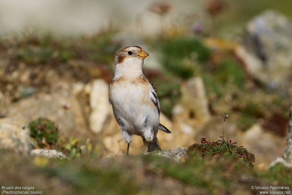 Snow Bunting