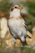 Snow Bunting