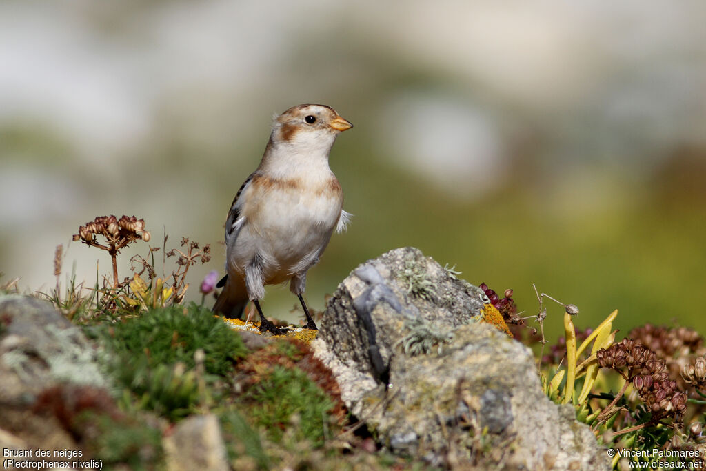 Snow Bunting