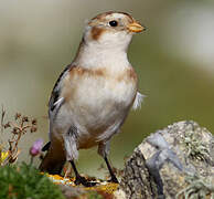 Snow Bunting