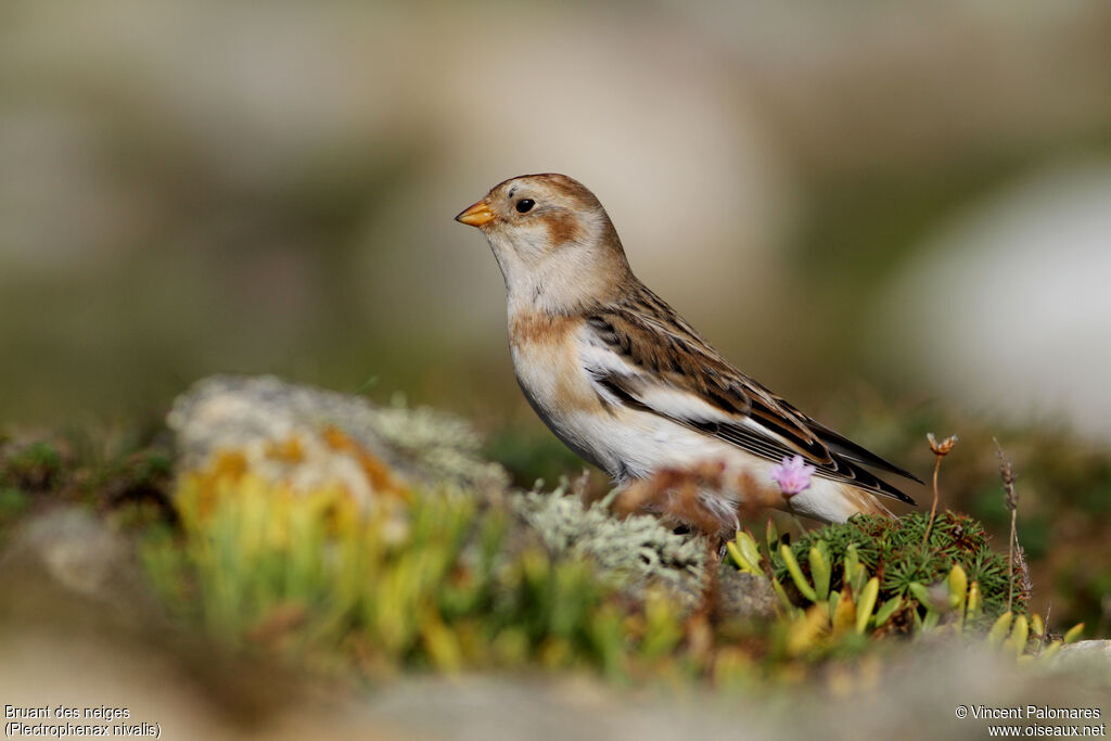 Snow Bunting