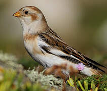 Snow Bunting