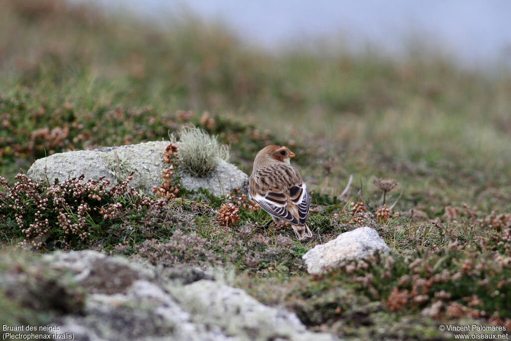 Snow Bunting