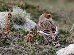 Snow Bunting