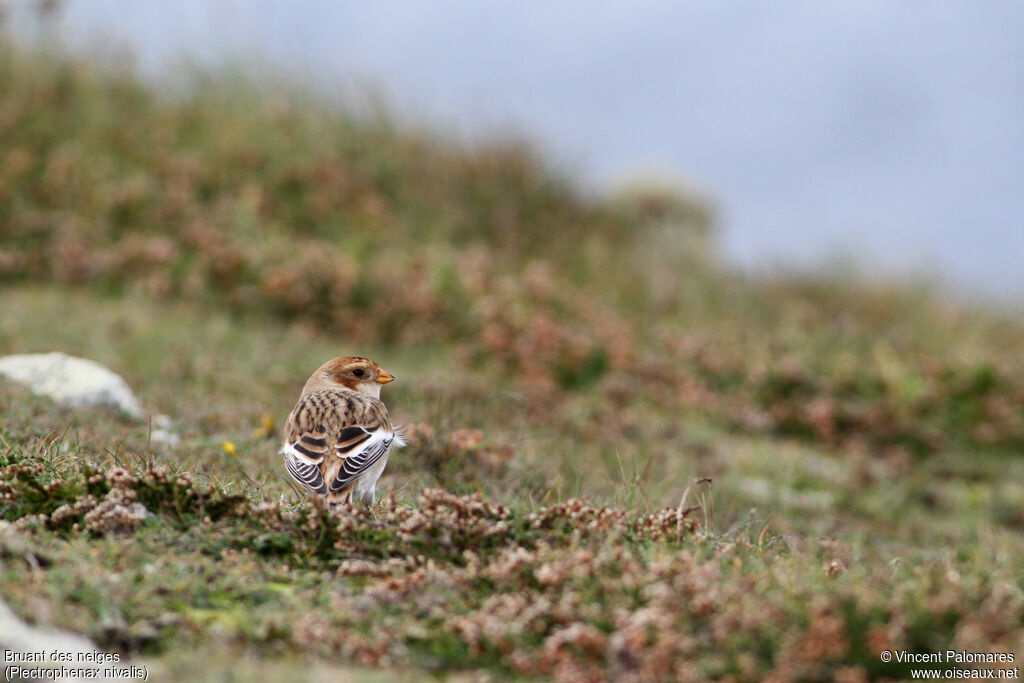 Snow Bunting