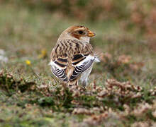 Snow Bunting